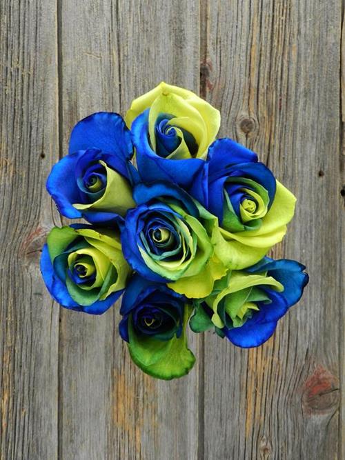 BLUE & YELLOW  TINTED ROSE